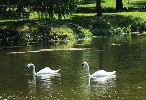 Photo of swan pair on Lake LaVerne